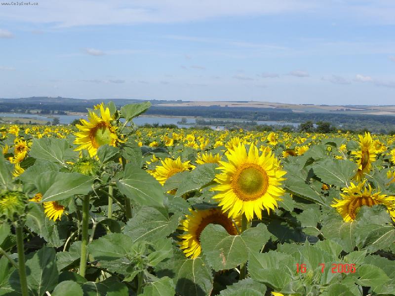 Foto: slunečnice-pole
