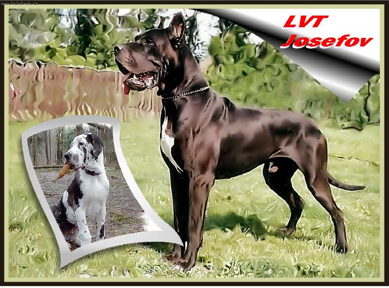 Foto: Německé dogy