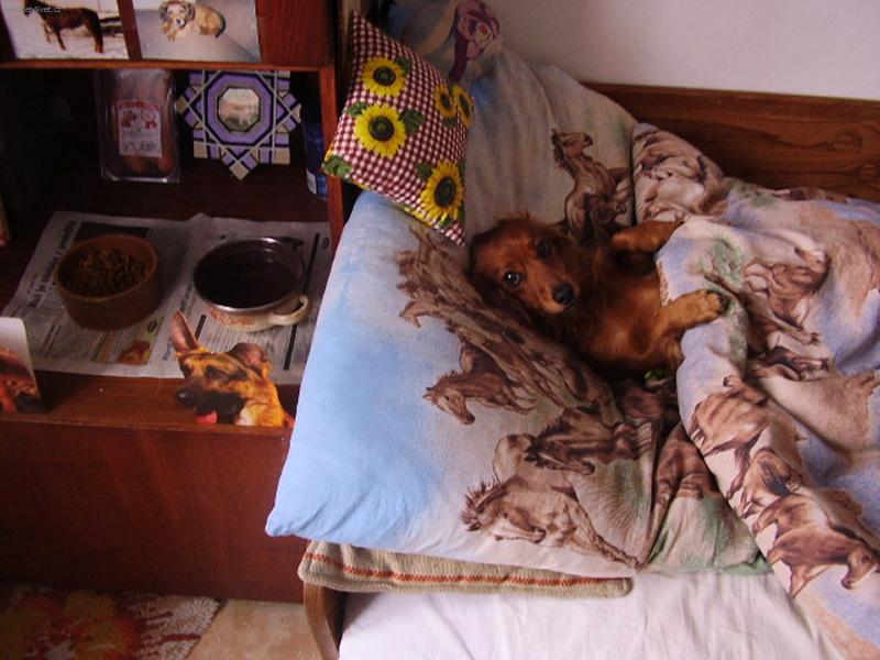 Foto: Alda-Adánek odpočívá