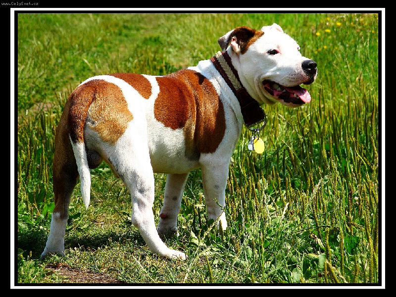 Foto: Dick-Naše malinký zlobidlo na výletě