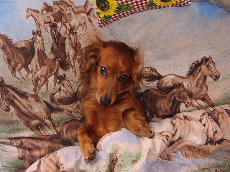 Foto: Alda-spokojený Alda