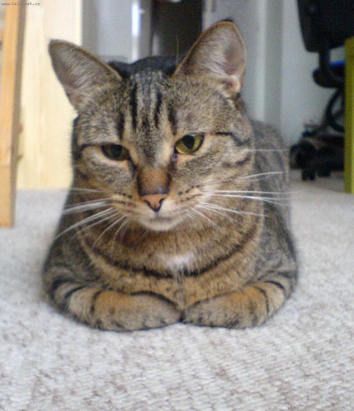 Foto: Sexina jako krabička od sirek