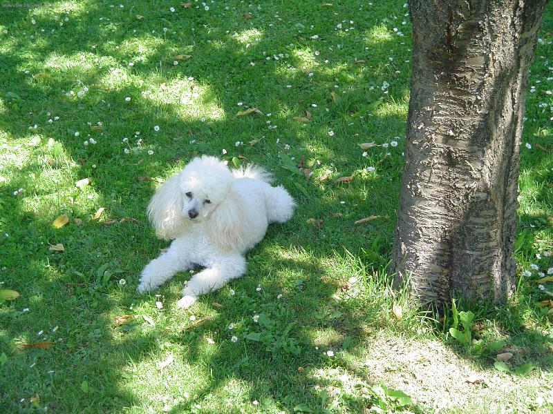 Foto: Pohodička-To je lahoda pane jahoda:)