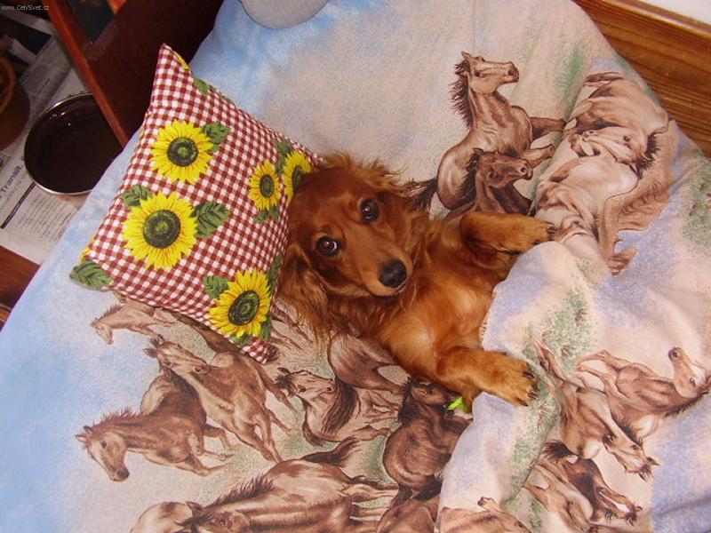 Foto: Alda-Alda v mojí postýlce