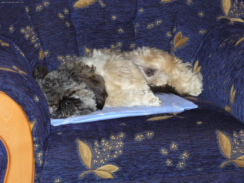 Foto: miláček-denísek si odpočívá a rád:-)