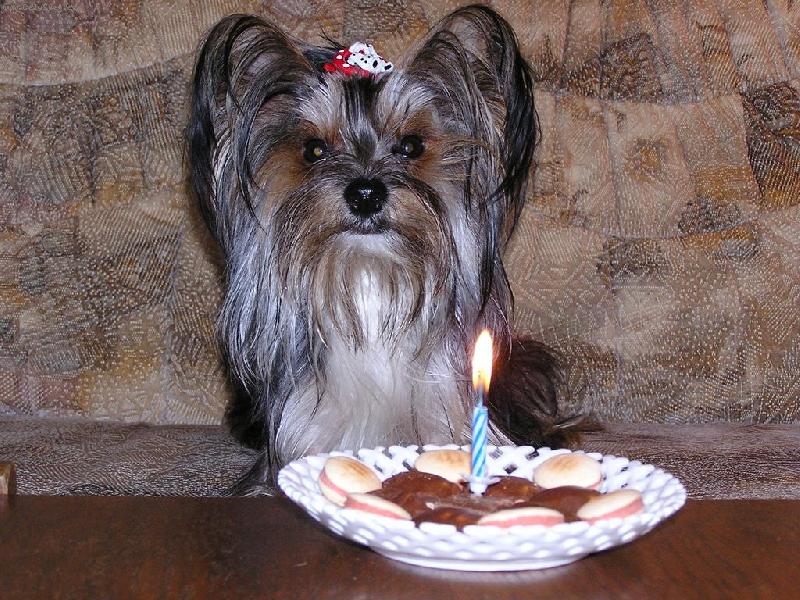 Foto: Náš Jerry a jeho narozeniny