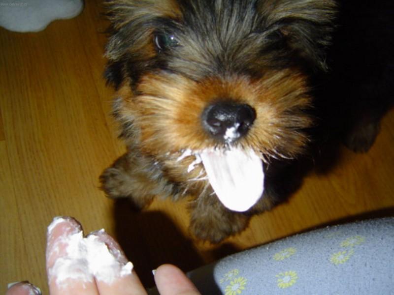 Foto: Mňam!-Mňam, to je ale výborný tvaroh!!!