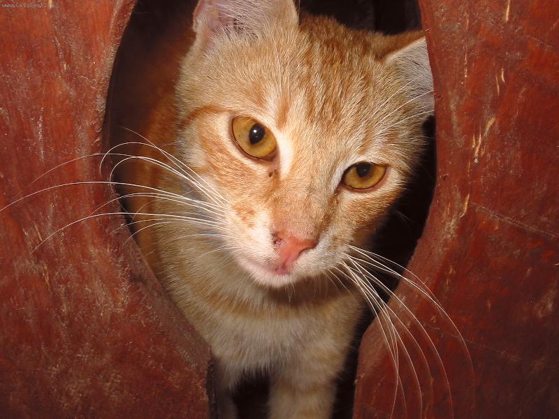 Foto: Zamilovaný kočičí pohled