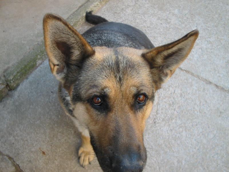 Foto: Ušiska místo křidýlek