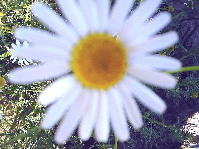 Foto: nejkrásnější květina na loukách