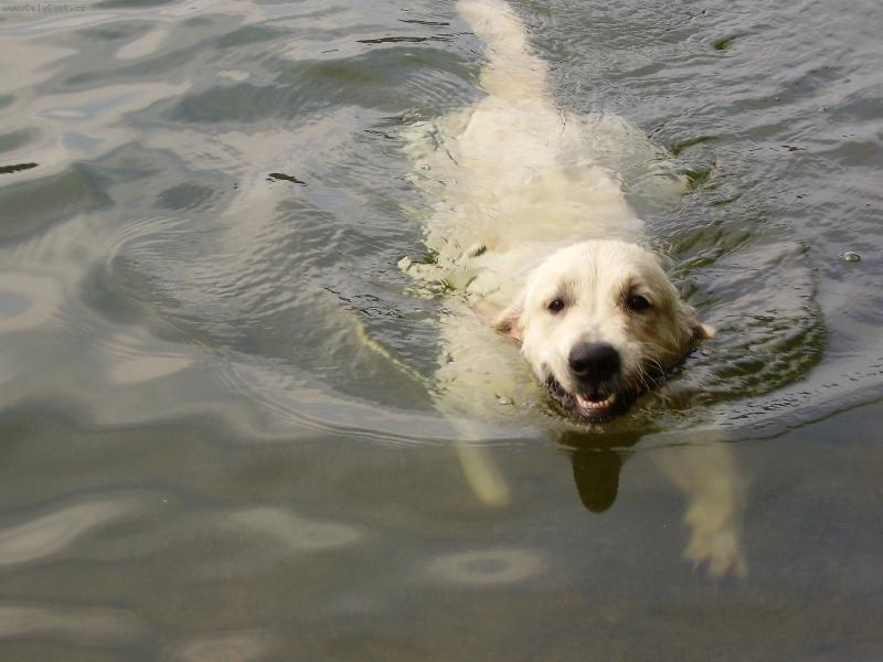 Foto: nový druh ondatry-přehrada v Jablonci