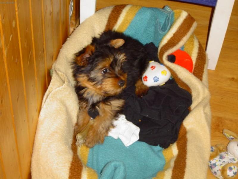 Foto: Maxovo foto-Vypadám z profilu alespoň trochu jako bojový pes?