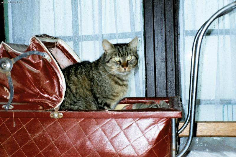 Foto: jack-nejen d�cka se r�da voz� v ko��rku...