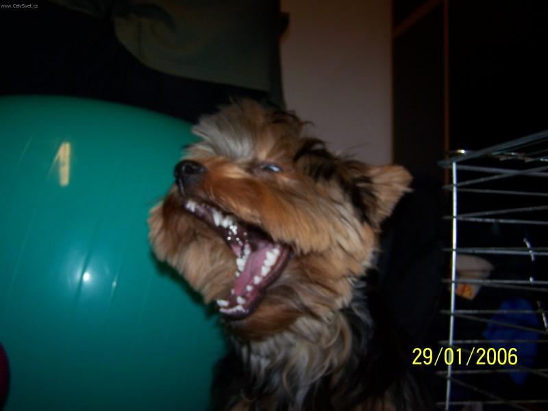 Foto: Velikán Max-Jsem pánem světa!!!!Uáááá