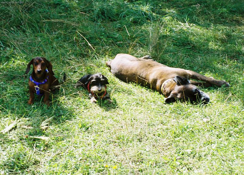 Foto: míša elinka a bohunka-tři unavení mušketýři