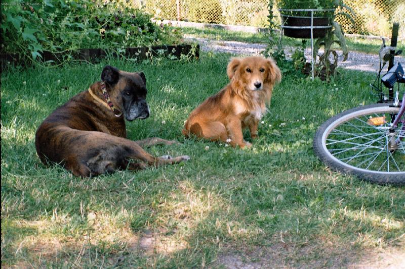Foto: bohunka a bobík-nuda v daměnicích