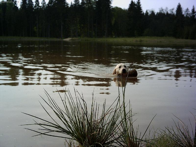 Foto: Pořád plavát-to je paráda-Pořád plavát-to je paráda-Kessyna