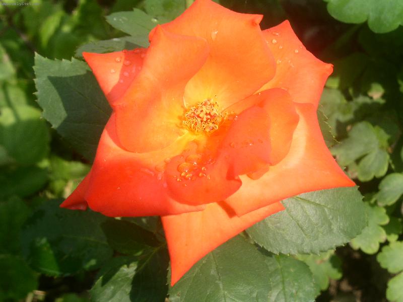 Foto: Orosená královna