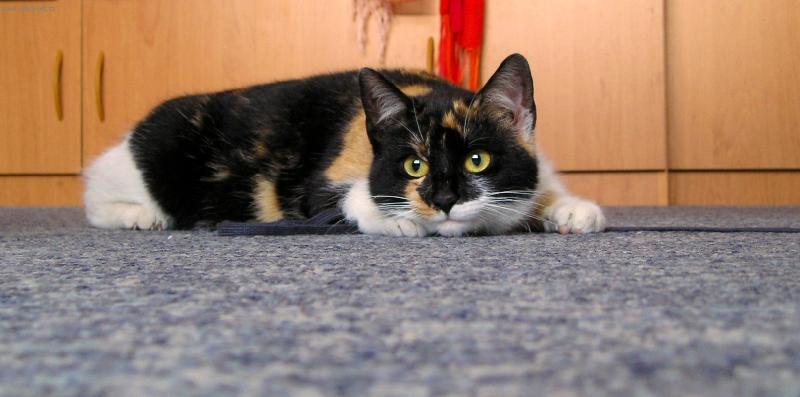 Foto: Babetka-kočka ve střehu