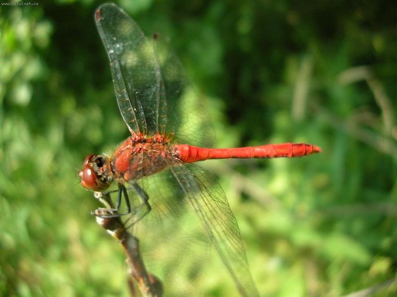 Foto: Red Baron-Postrach ovádů, much a komárů.