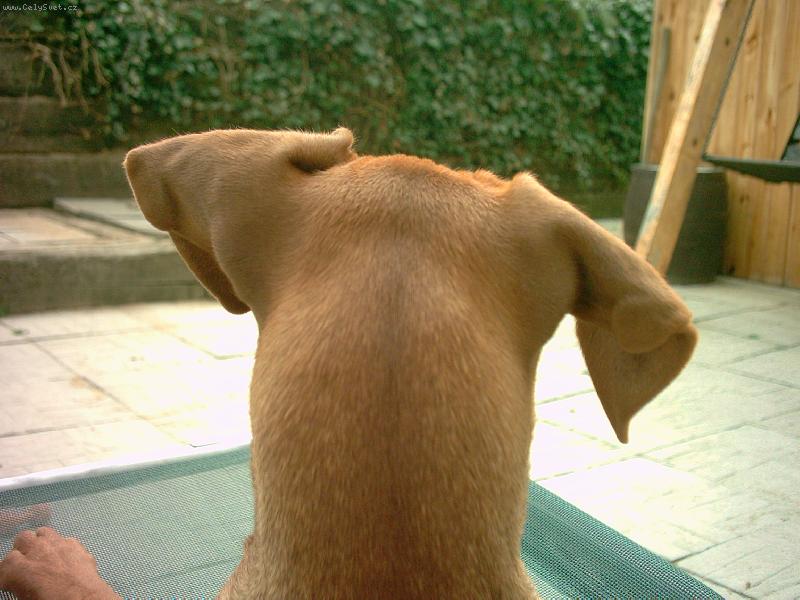 Foto: Pinč má za ušima