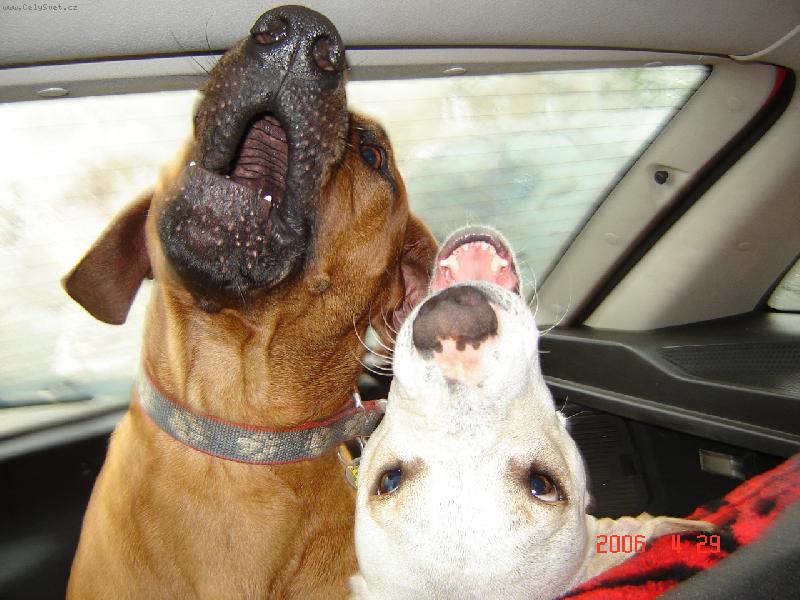 Foto: rhodeský ridgeback-jsme spolu
