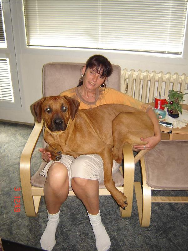 Foto: rhodesian ridgeback-ještě se vejdu
