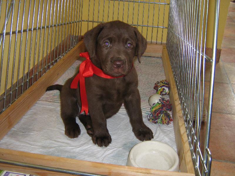 Foto: Náš dáreček Abbynka-Kuk já jsem štěně Labradorského retrievera a jsou mi 3 měsíce.Na této fotografii jsem první den v mém novém domečku.Takhle s mašličkou kolem krku mě dostali mí nový páníčci.