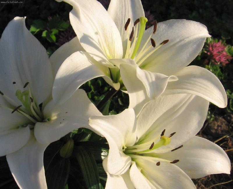 Foto: Bílá vznešenost