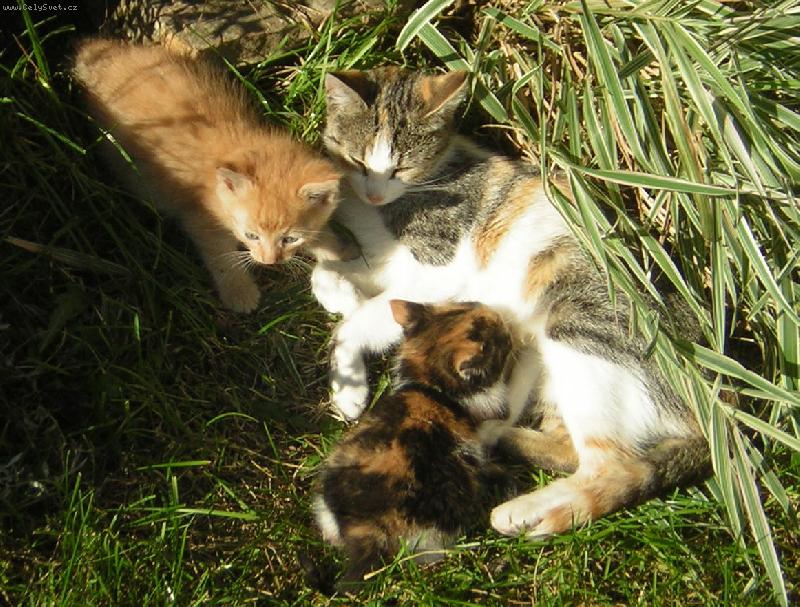 Foto: spokojená rodinka