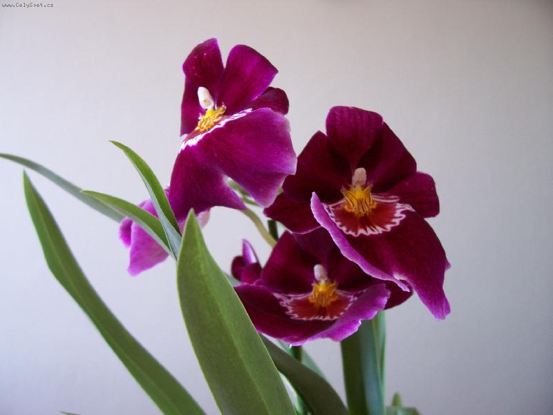 Foto: Miltonia