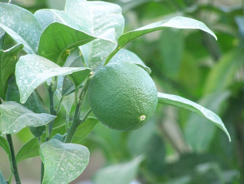 Foto: Zelený pomeranč-foto na Krétě