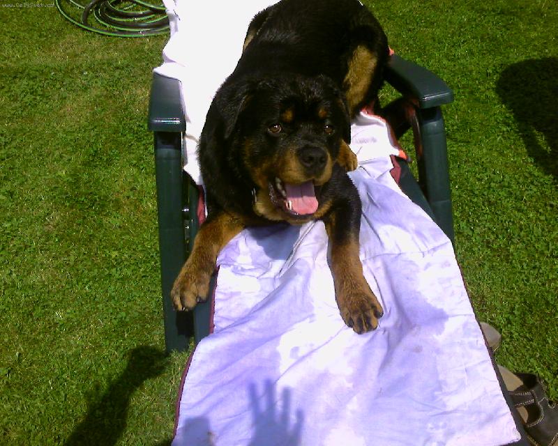 Foto: zkouška pevnosti :-)-naše štěňátko na lehátku...