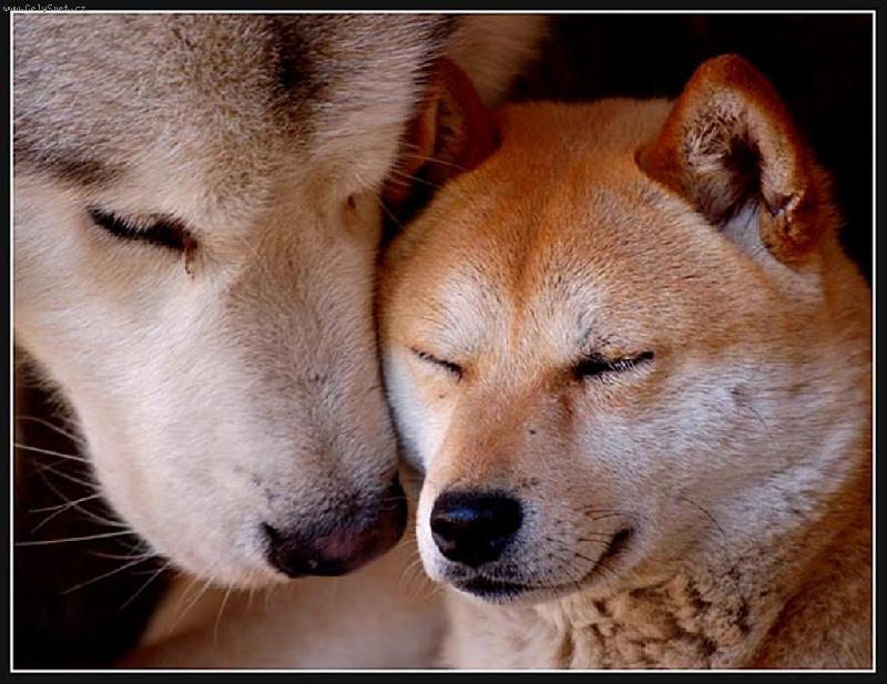 Foto: Šeptej mi to prosím, potichoučku...-zleva malamut Ch.Big Foot Siwash Legend a shiba Ch.Fuji Siwash Legend