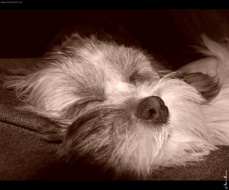 Foto: unavená...-spící Betka