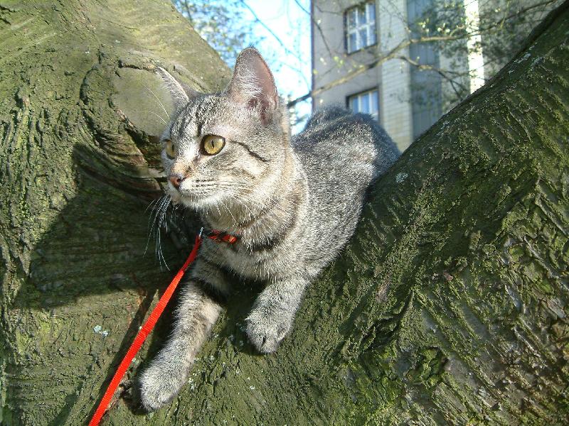 Foto: viki-viki na větvi :D