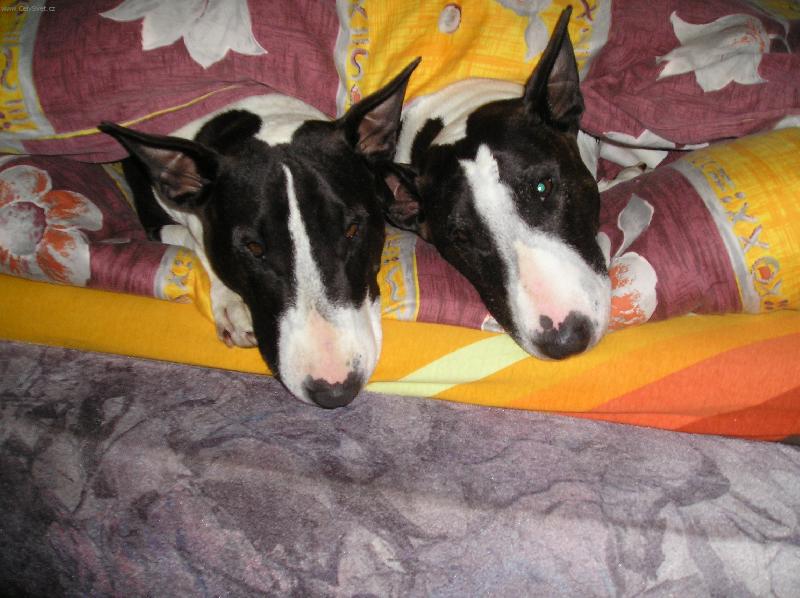 Foto: Velké kamarádky