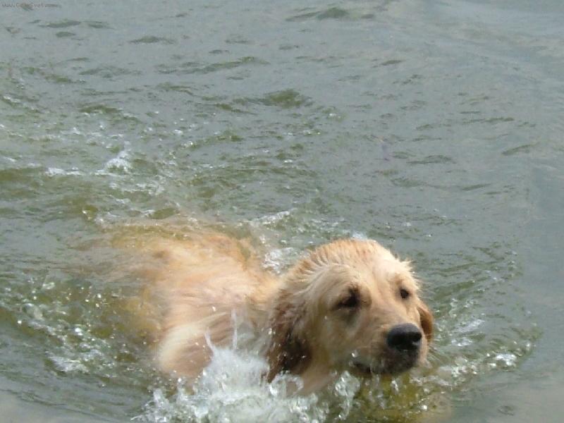 Foto: naše Brituška-voda jako kafe