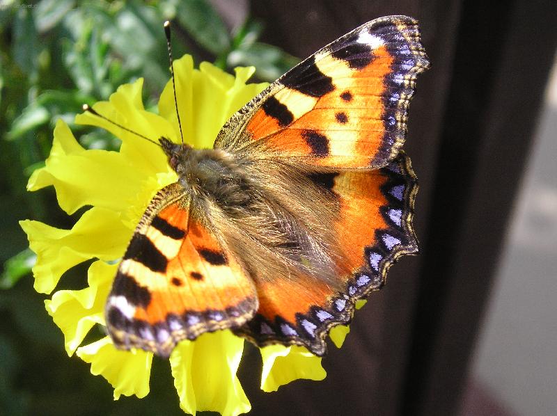 Foto: Odpočinek motýla