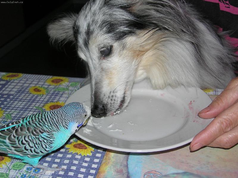 Foto: Ta šlehačka je moje,jinak tě zobnu!-Naše 17letá šeltie Zuzi a 9letý andulák mlsají.
