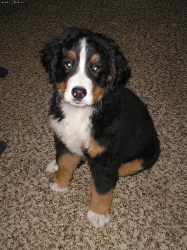 Foto: Aginka...-Aginka kouká , jako štěně...