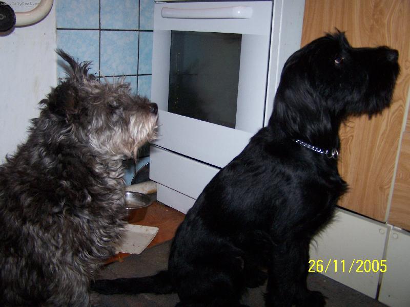 Foto: nenajedenci-pejskové čekající na krmi