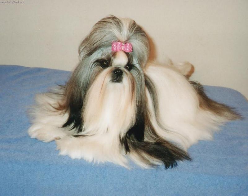 Foto: nadherna FEnecka-nadherna FEnecka shih-tzu tesne pred vystavou