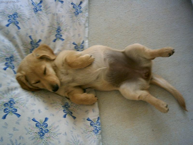 Foto: Monty-To je naše fenečka Montynka