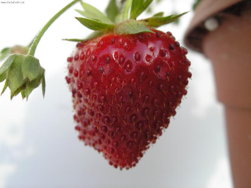 Foto: jahoda-jahoda k nakousnutí