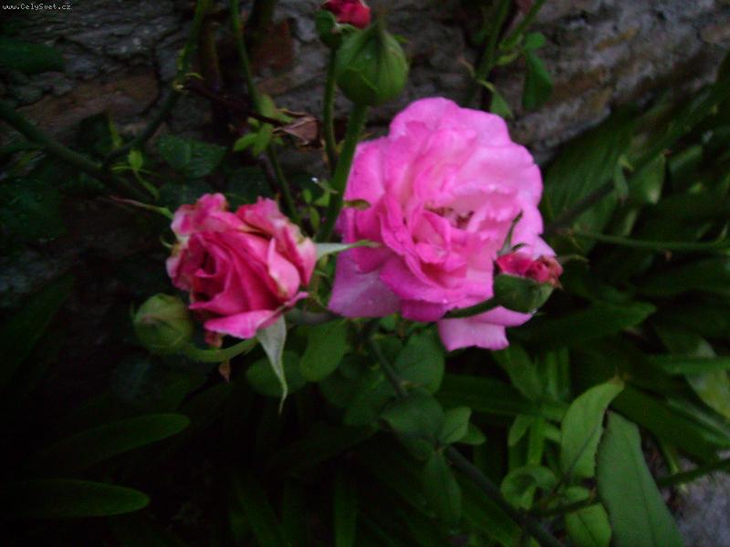 Foto: Růže