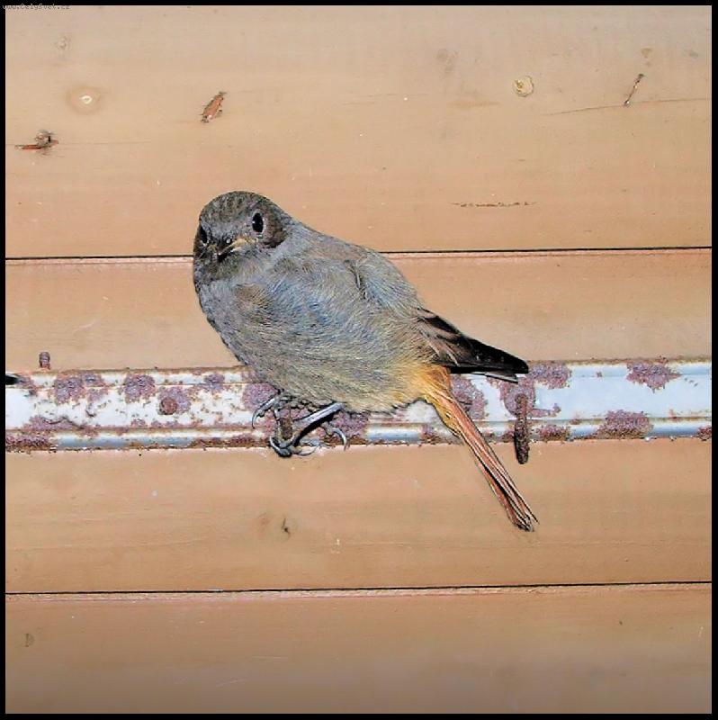 Foto: nachytali ptáčka...-focení za úplné tmy