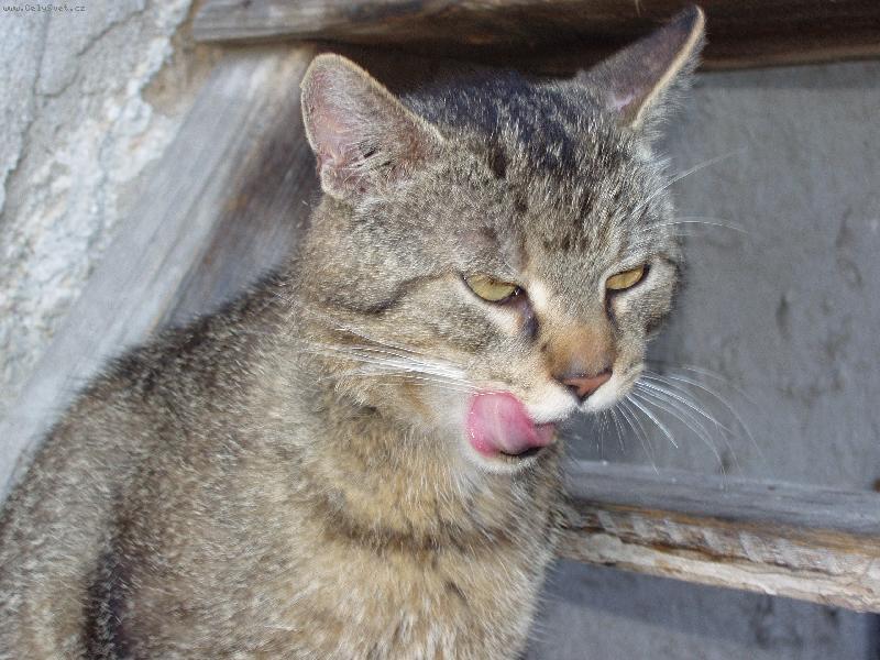 Foto: Bobišek po snídani.-Dobré to bylo.