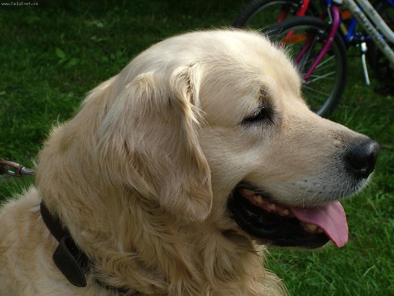 Foto: BRETT-BRETOVO PORTRÉT