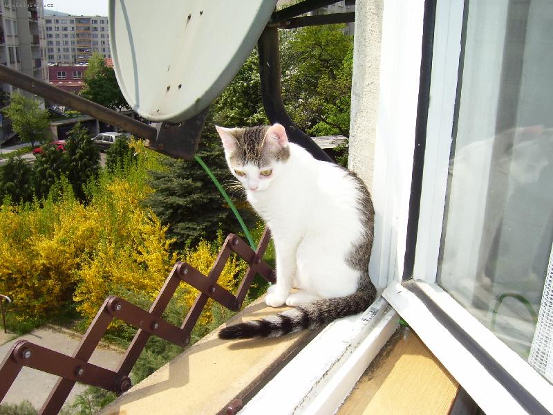 Foto: Betynka-slyšíte mě?